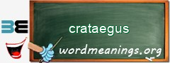 WordMeaning blackboard for crataegus